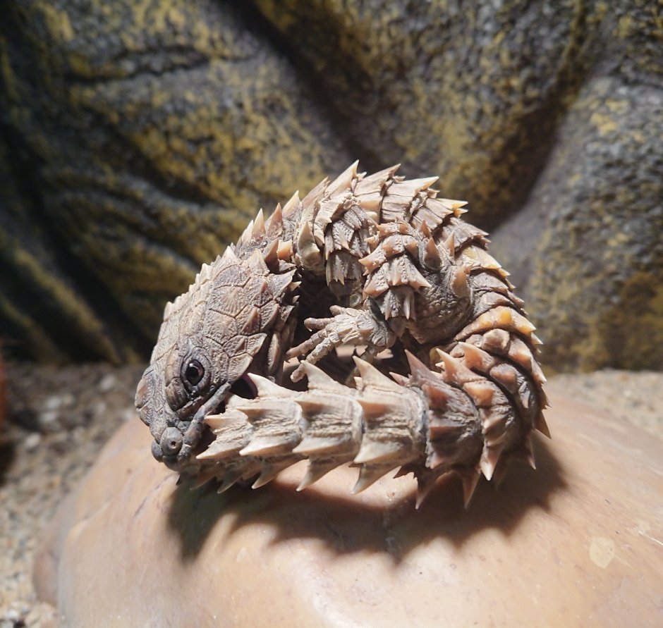 Армадилло поясохвост