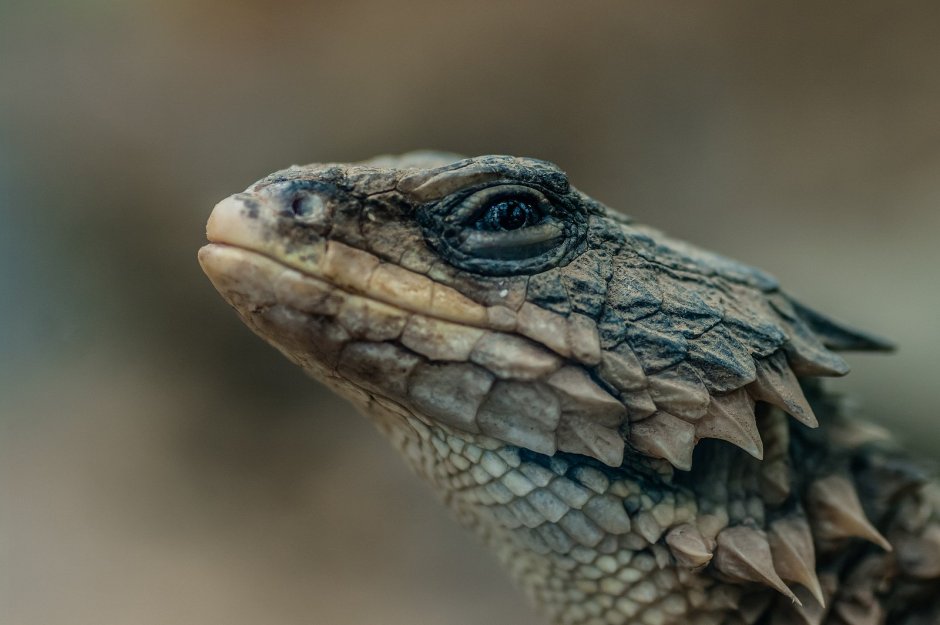 Армадилло поясохвост