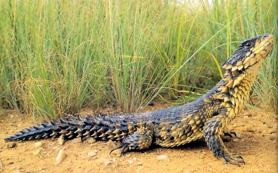 Ящерица поясохвост