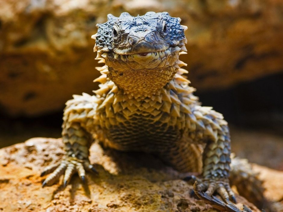 Поясохвост фурри