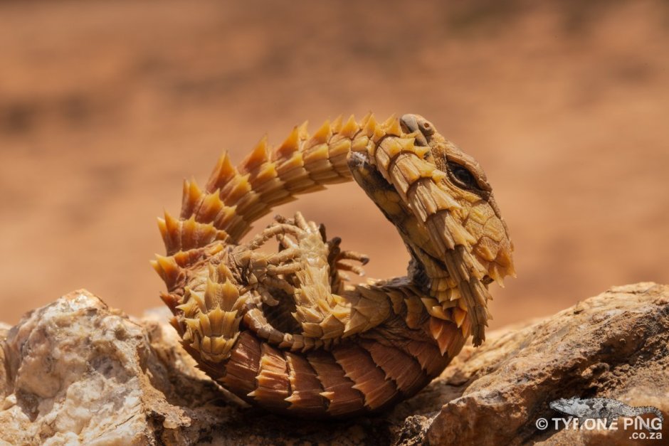 Армадилло поясохвост