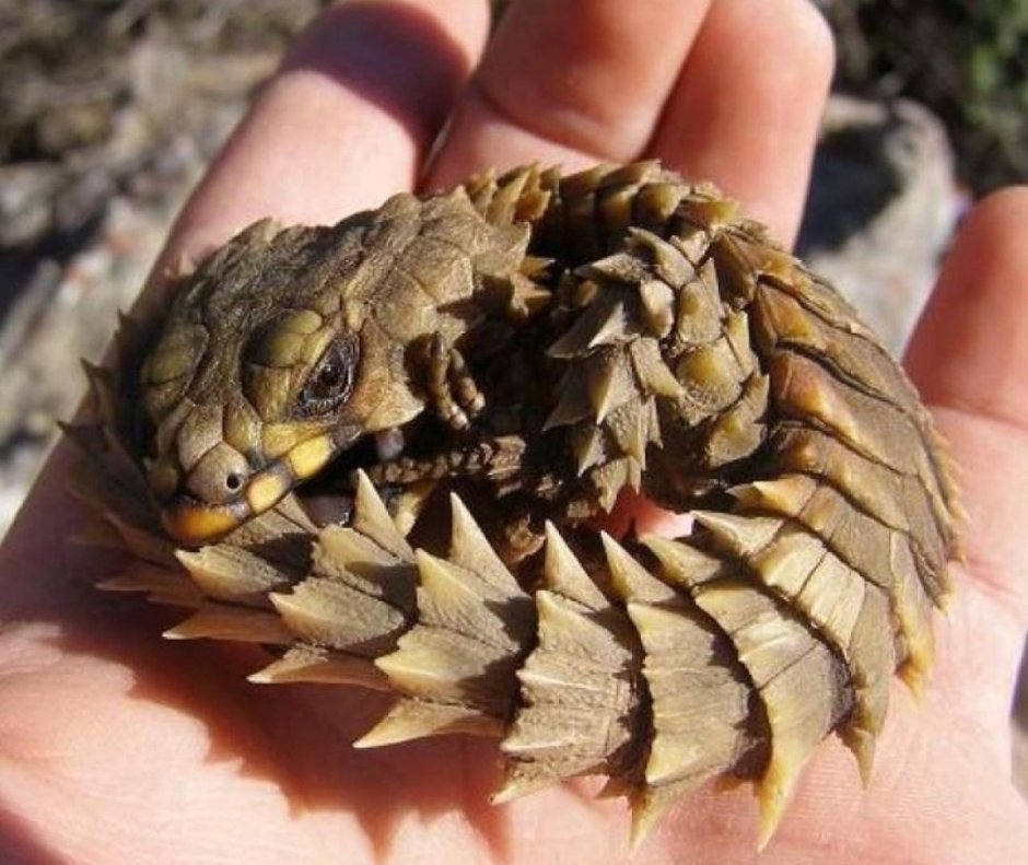 Южноафриканский поясохвост