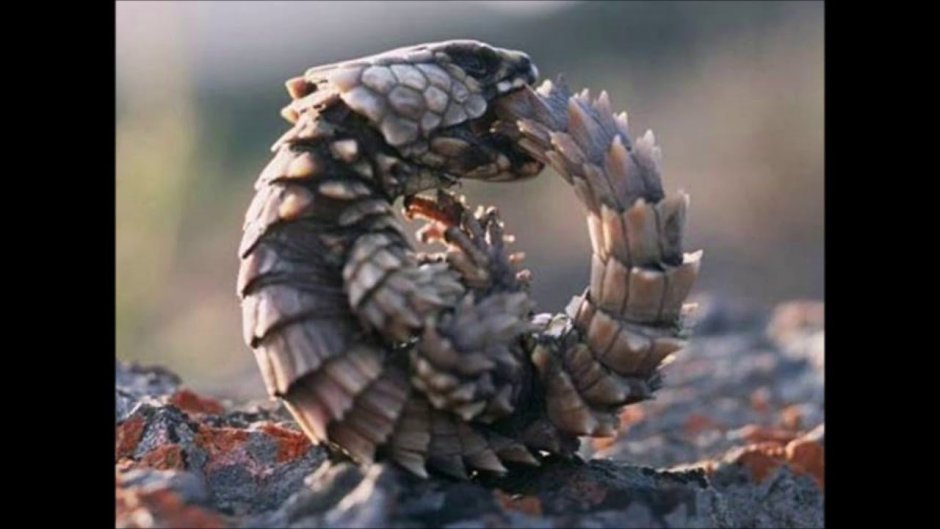 Поясохвост дракон