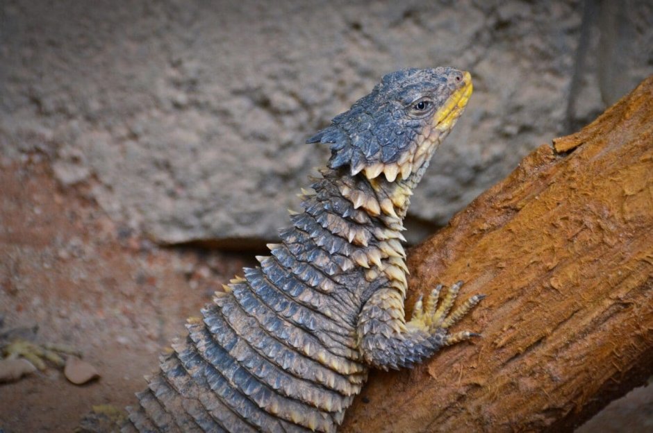 Армадилло поясохвост