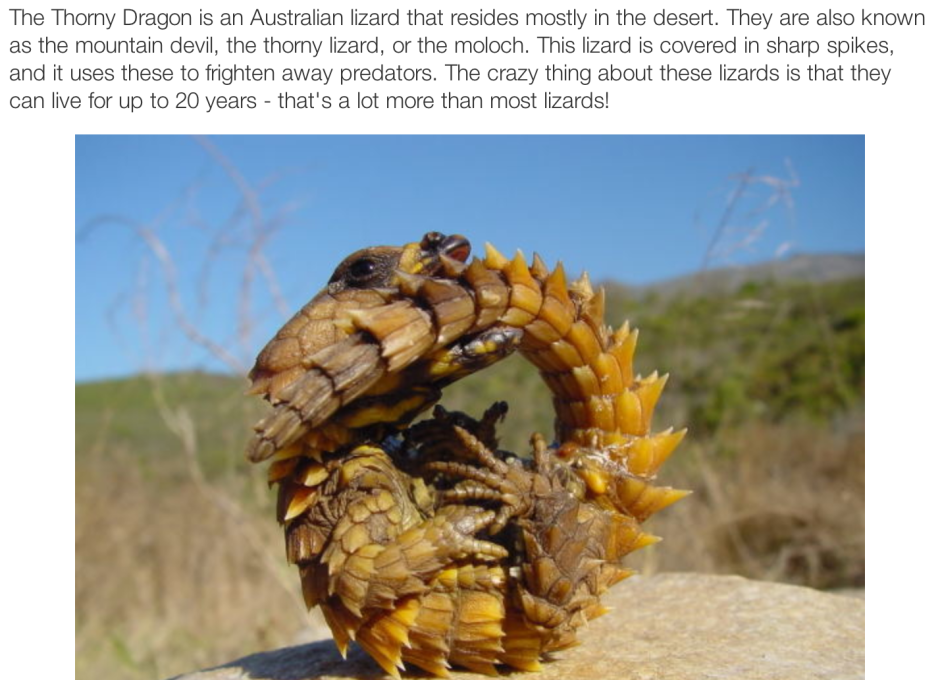 Шлемоголовый сцинк