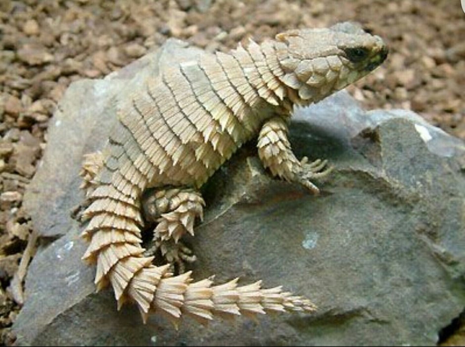 Крокодиловый сцинк триболонотус