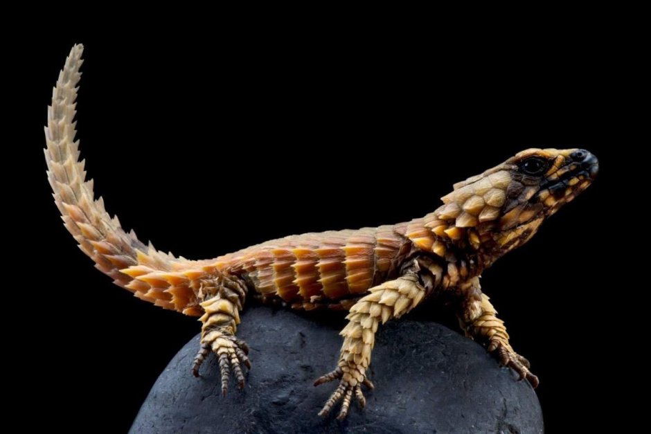 Поясохвост маленький дракончик