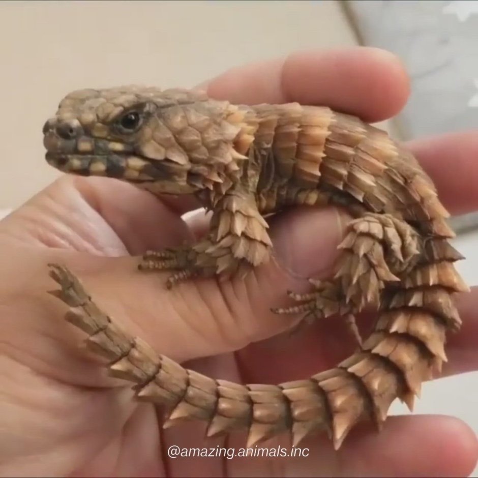 Армадилло поясохвост