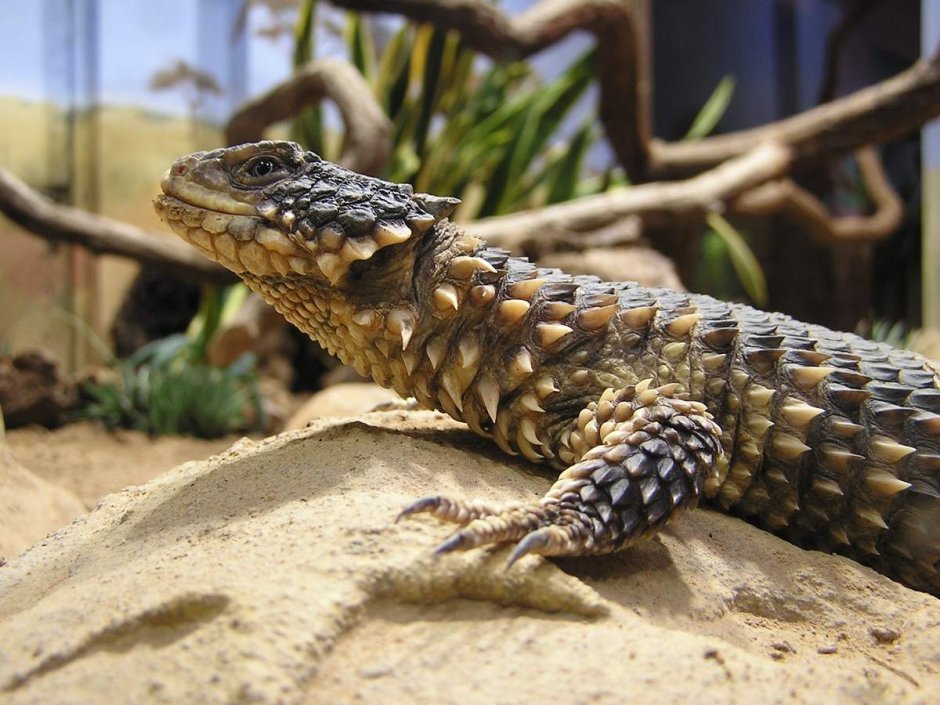 Ящерица гигантский поясохвост