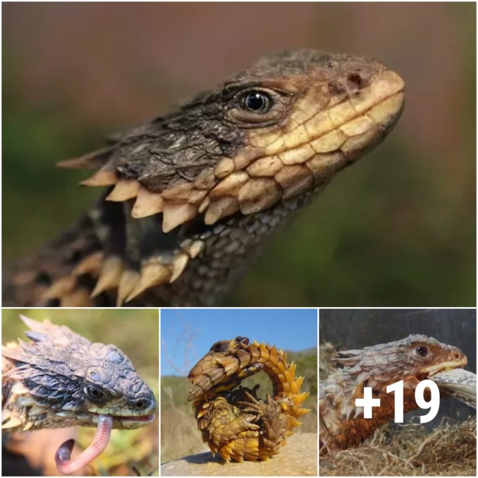 Ящерица гигантский поясохвост