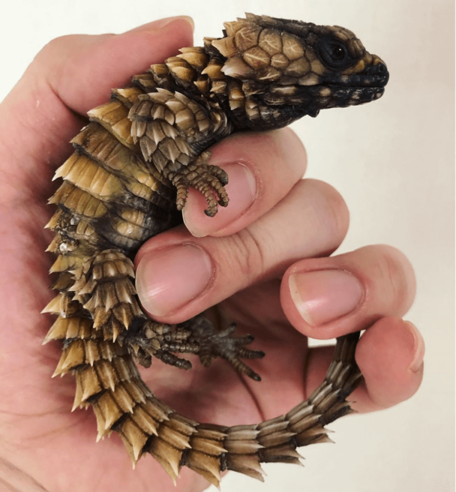 Армадилло поясохвост