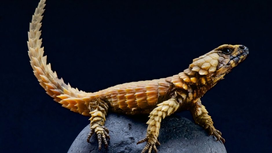 Ящерицы вараны хвост