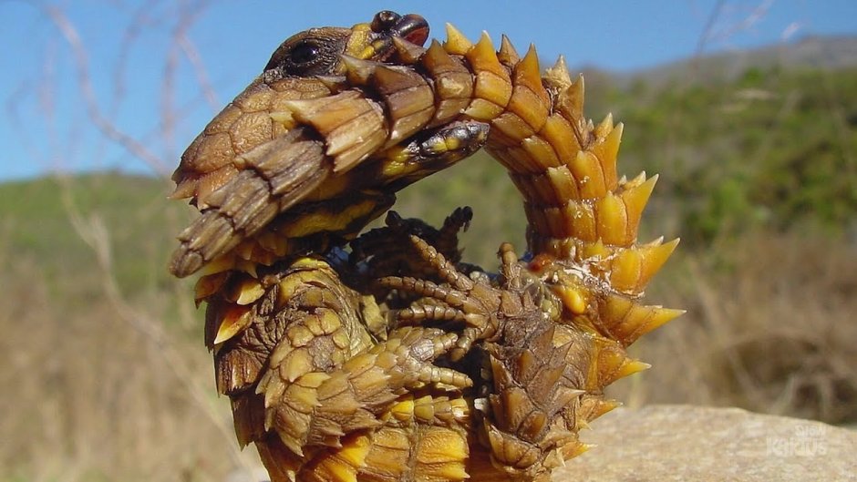 Ящерица Армадилло