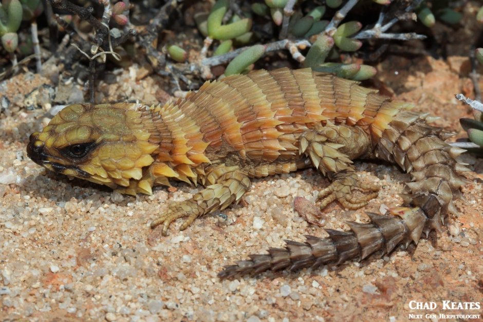 Поясохвост череп