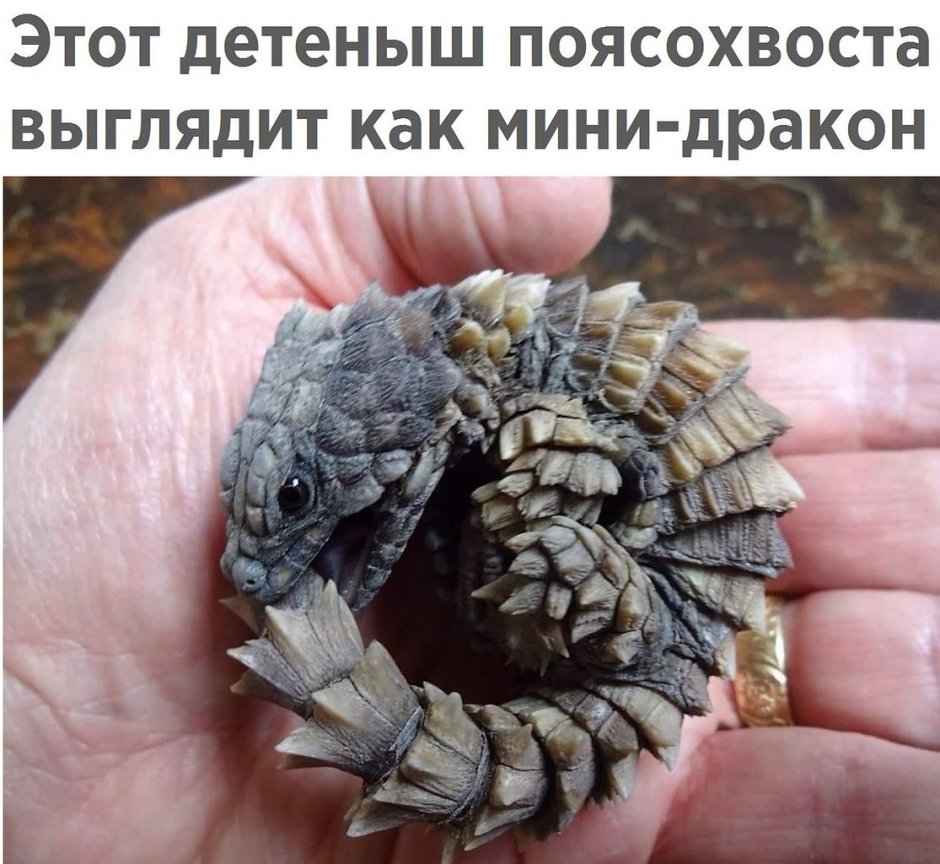 Бородатая агама в дикой природе