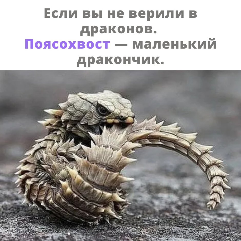 Поясохвост череп