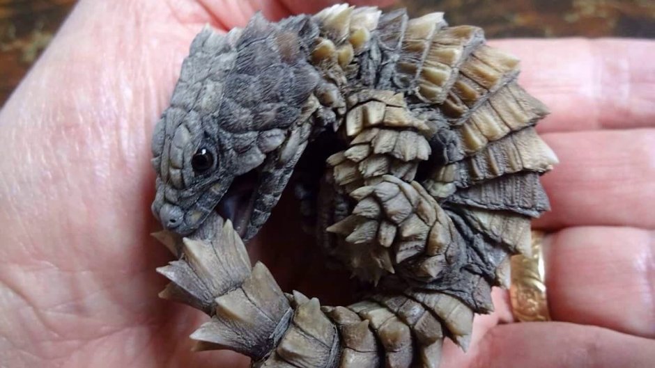 Армадилло поясохвост