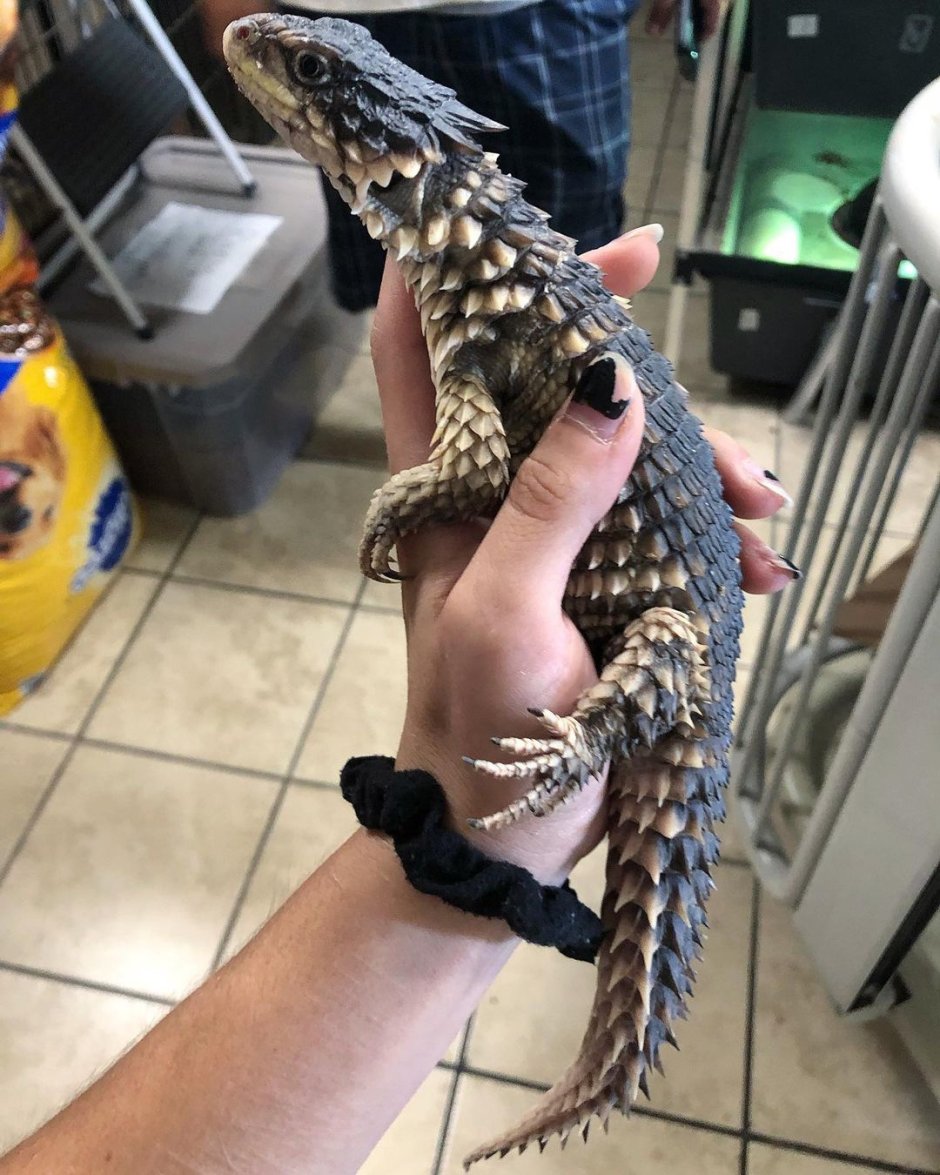 Ящерица гигантский поясохвост