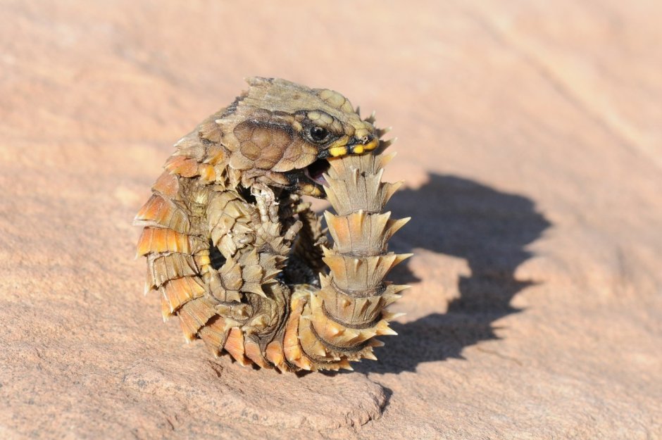 Армадилло поясохвост