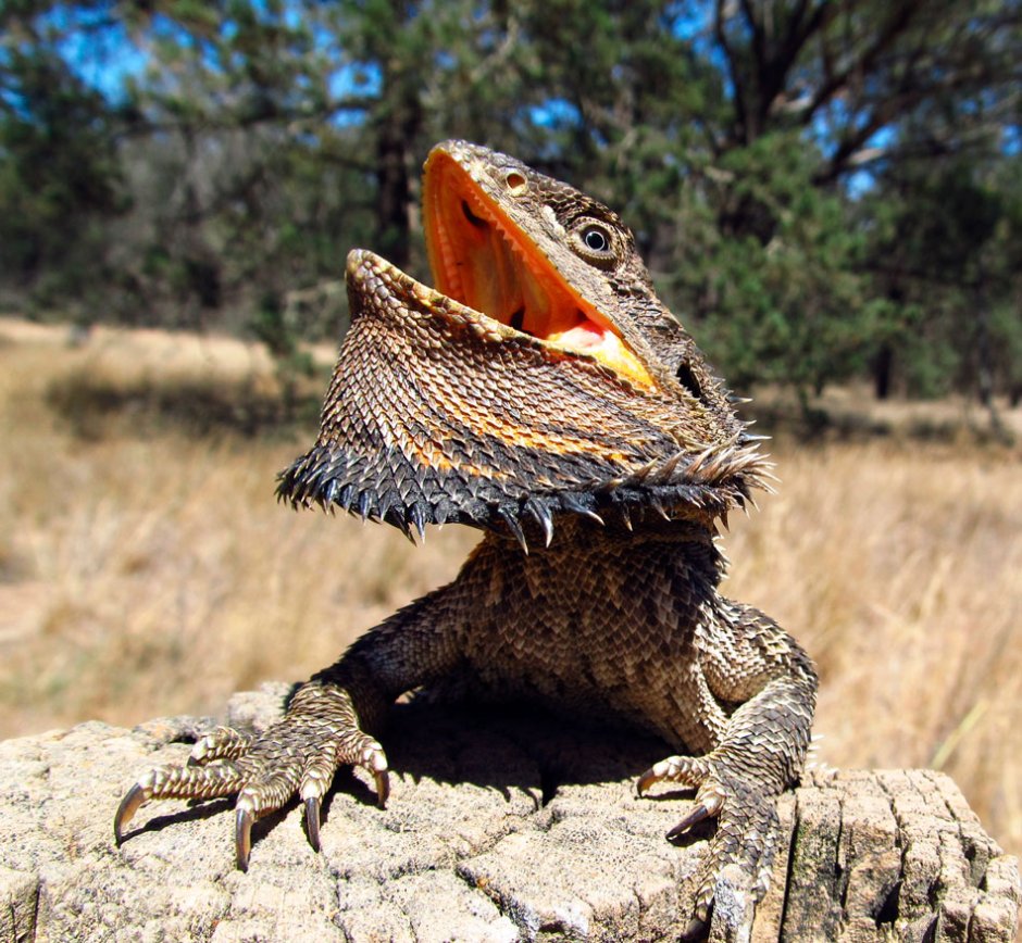 Гигантский поясохвост