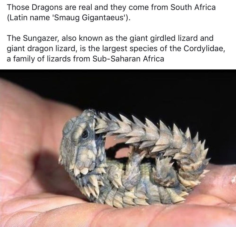 Синий поясохвост