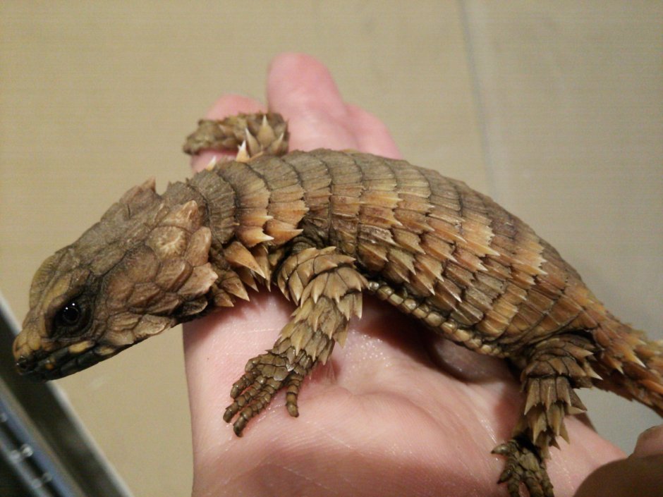 Ящерица броненосец