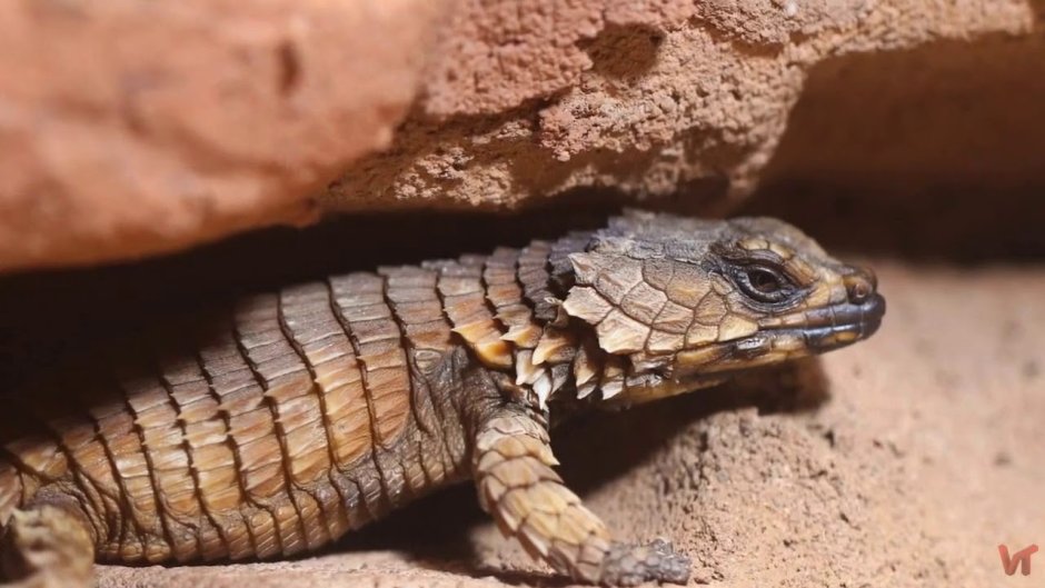 Thorny Dragon АРК