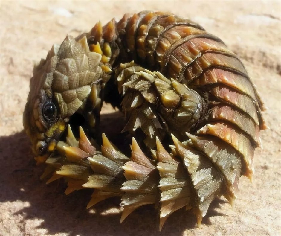 Армадилло поясохвост