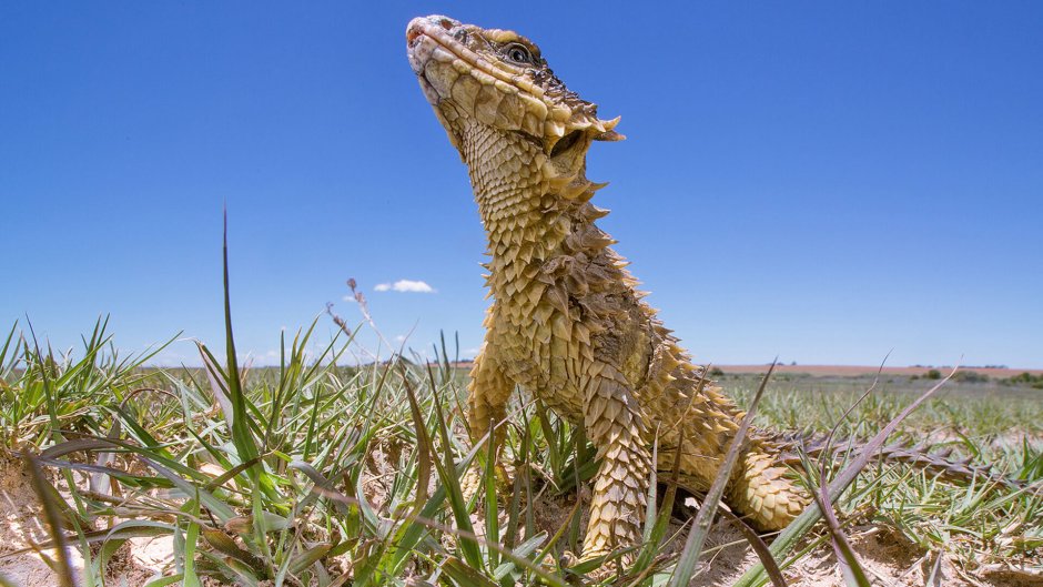 Гигантский поясохвост