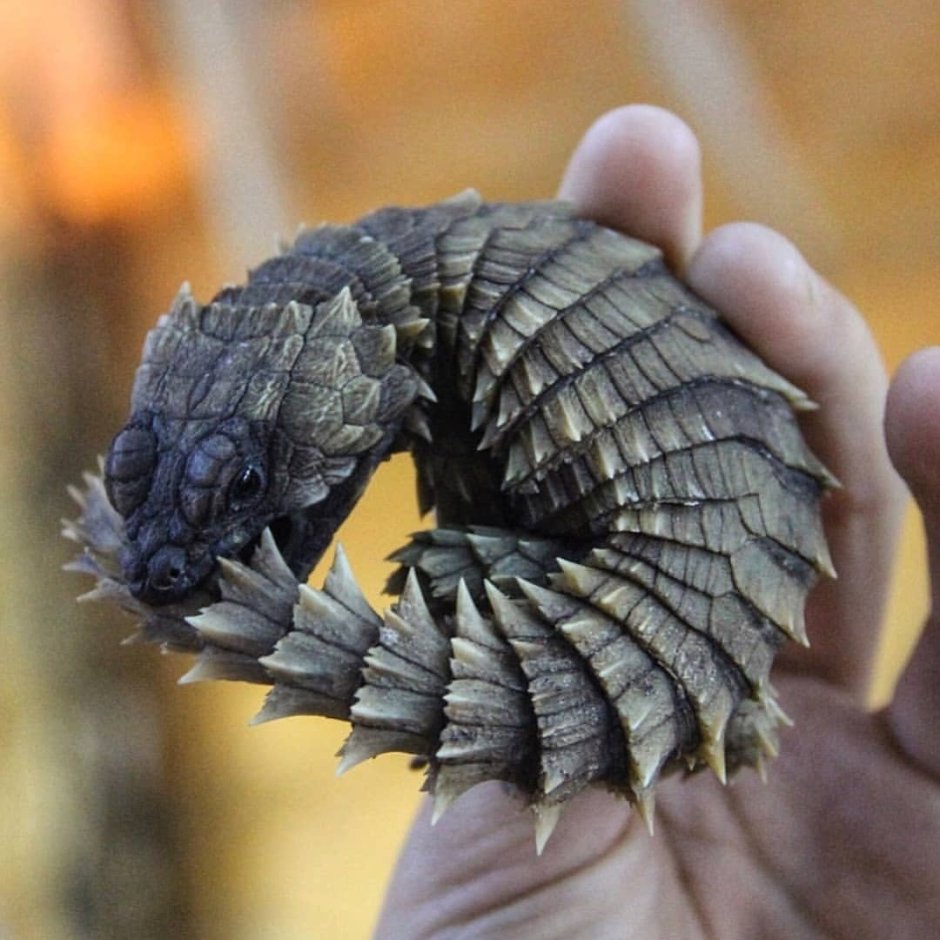 Ouroborus cataphractus