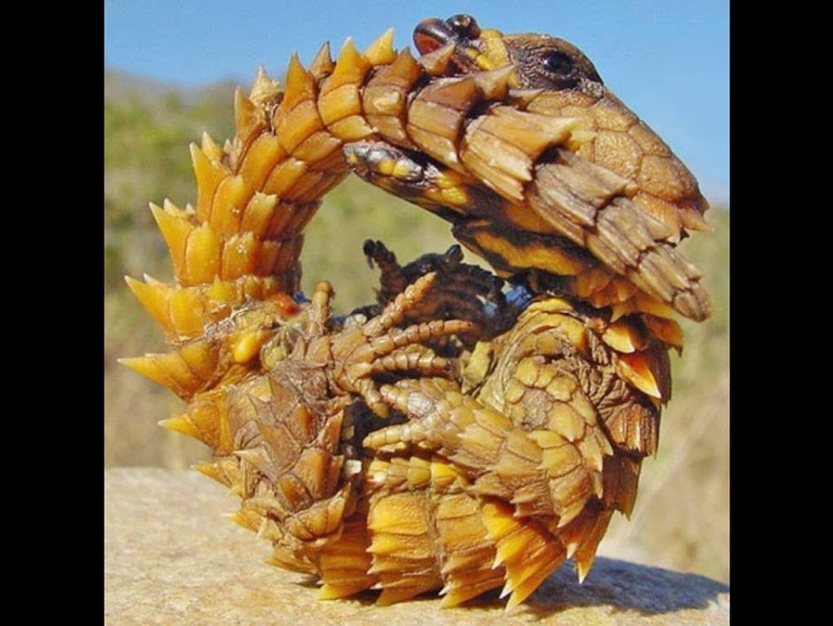 Австралийский Молох