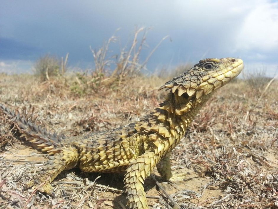 Ящерица Армадилло