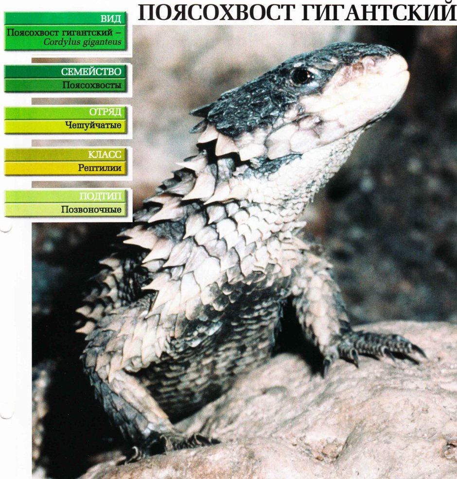 Армадилло поясохвост