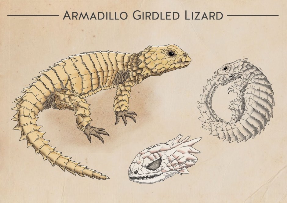 Ящерица гигантский поясохвост