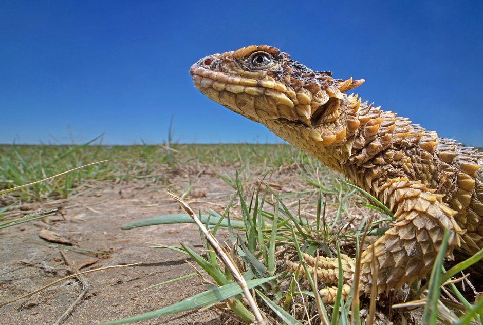 Поясохвост Смауг