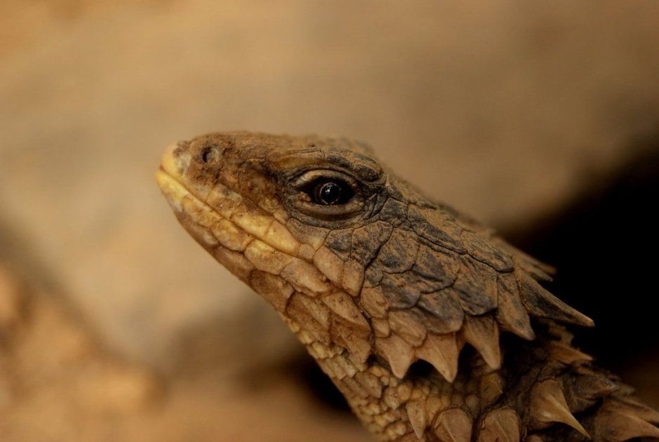 Армадилло поясохвост