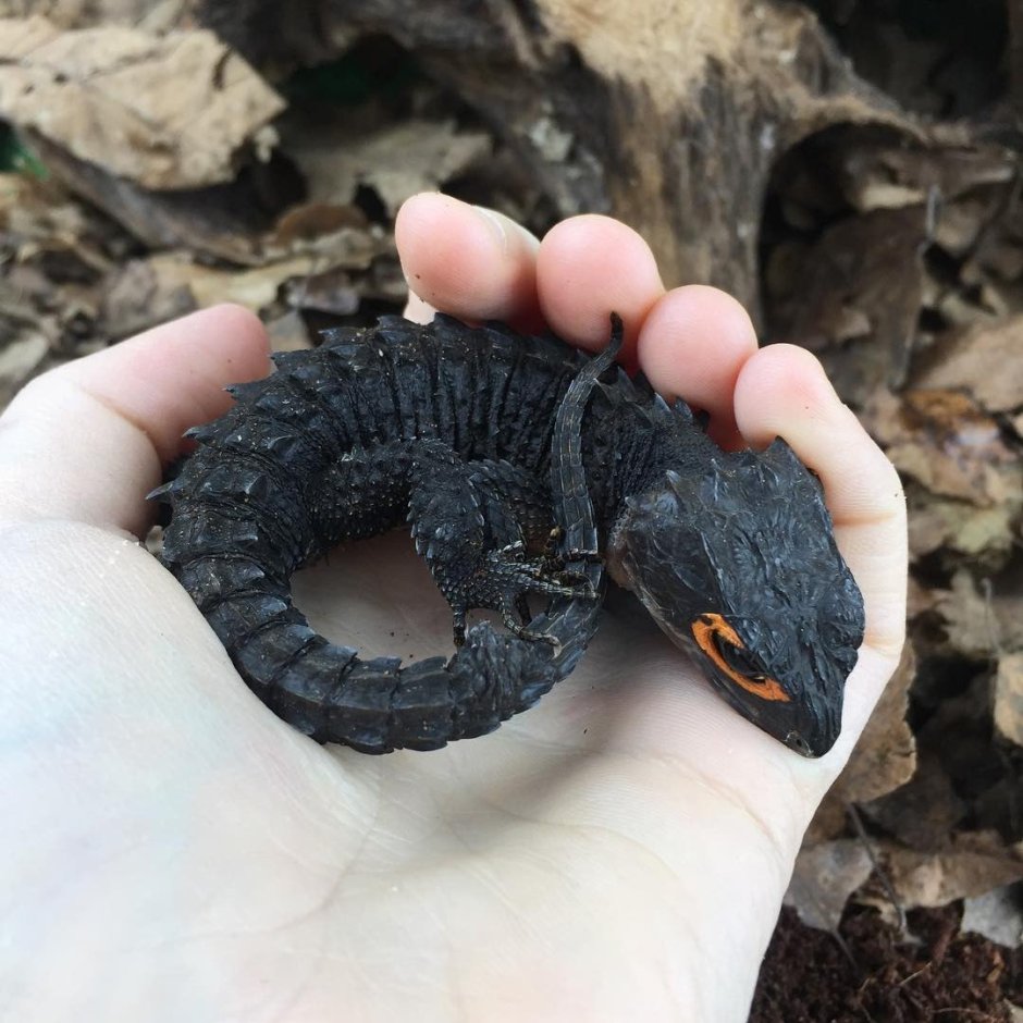 Поясохвост тату