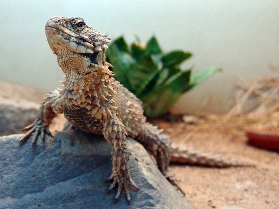 Обыкновенный поясохвост