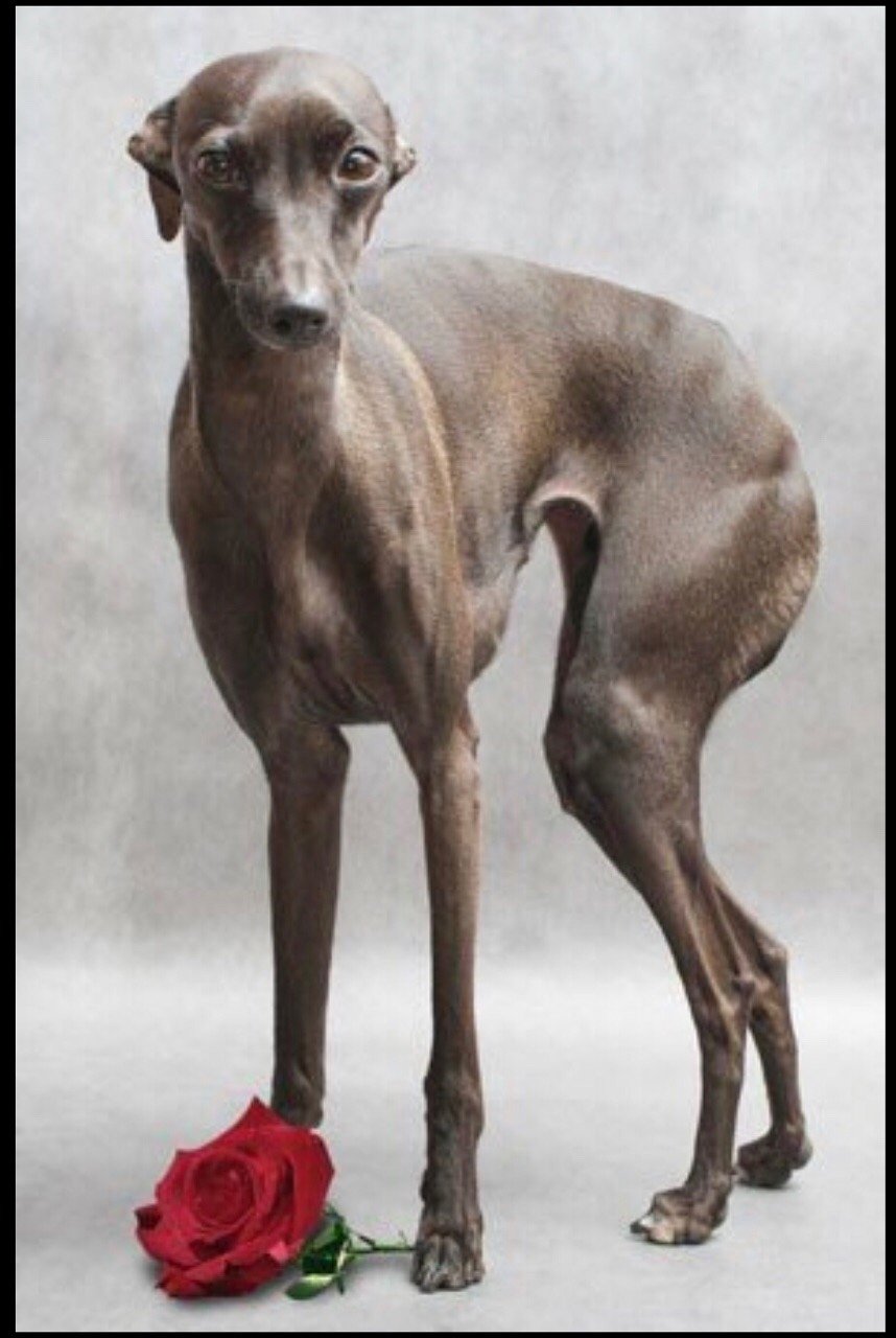 Левретка Екатерины 2