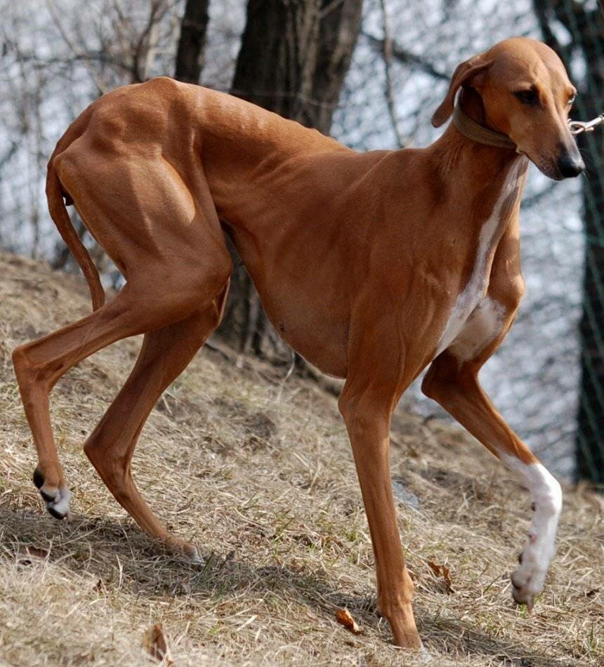 Азавак Левретка