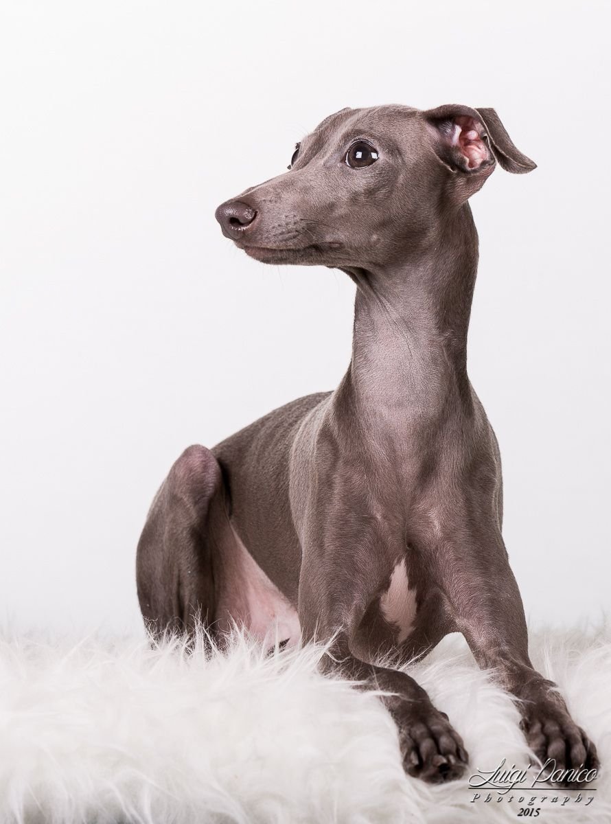 Итальянская борзая Левретка