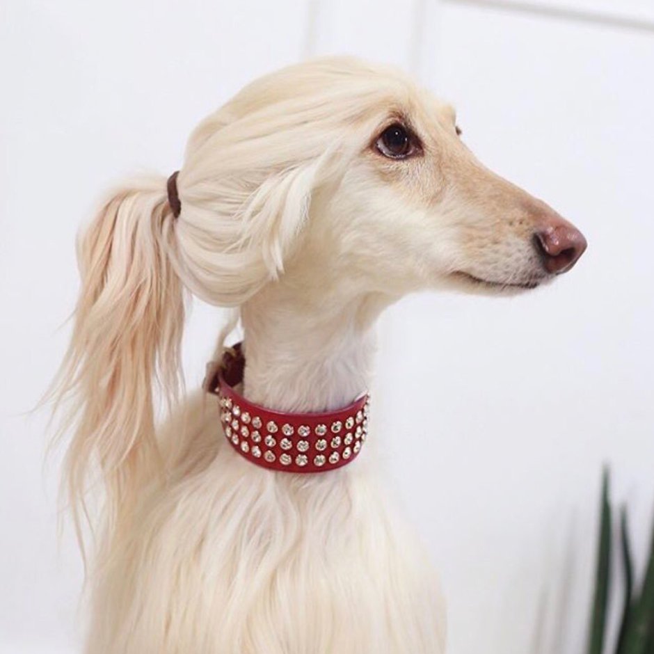 Итальянская борзая Левретка