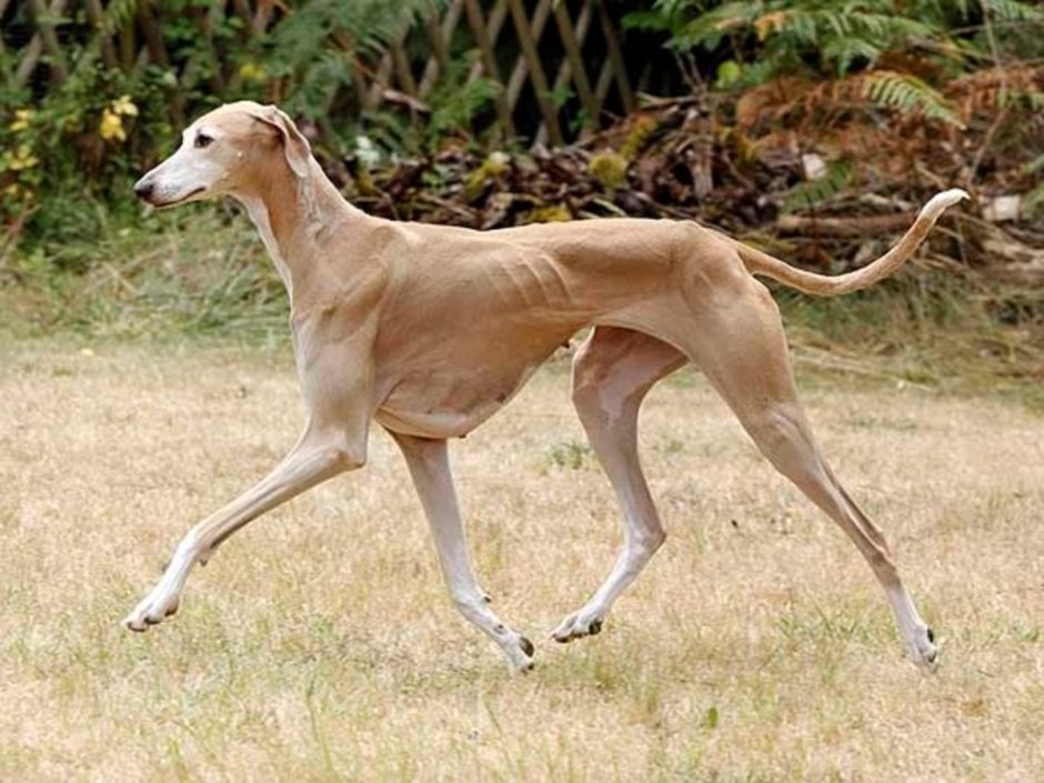 Азавак Левретка