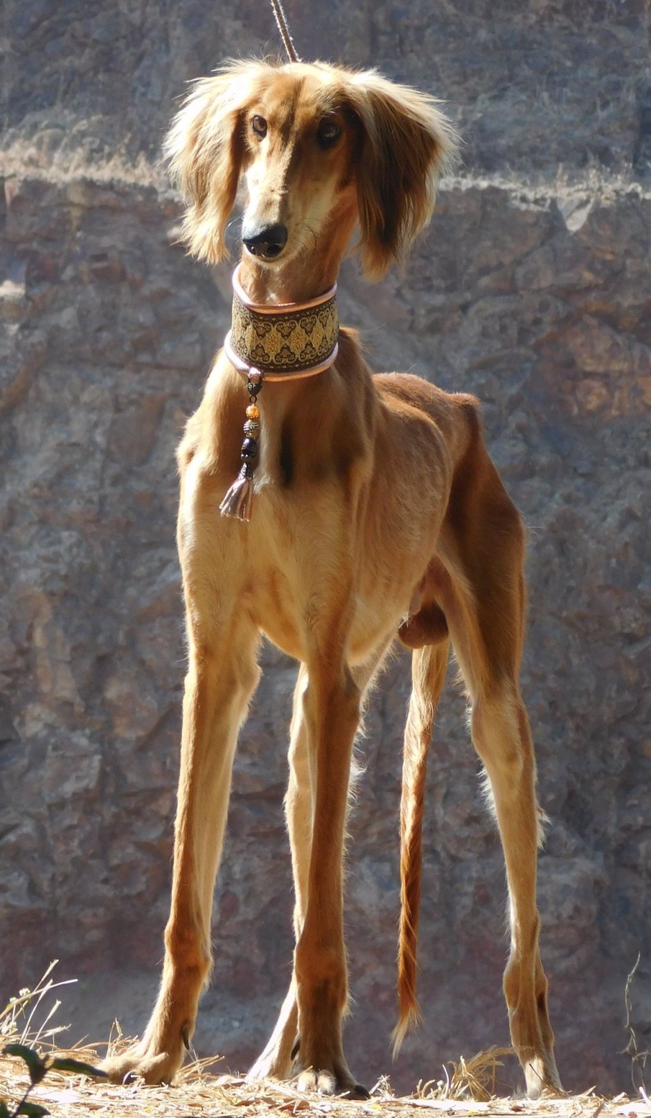 Афганская борзая и салюки