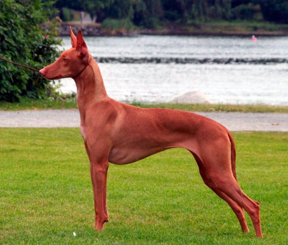 Фараоновый Доберман