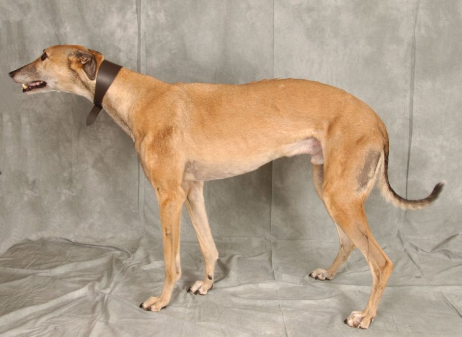 Грейхаунд Левретка + овчарка