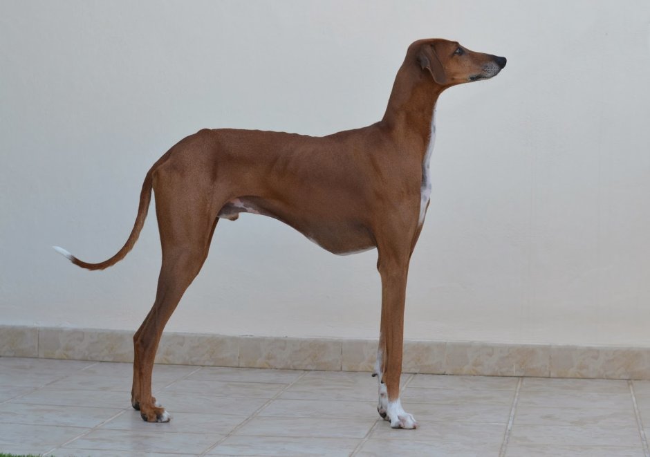 Азавак Африканская борзая рост