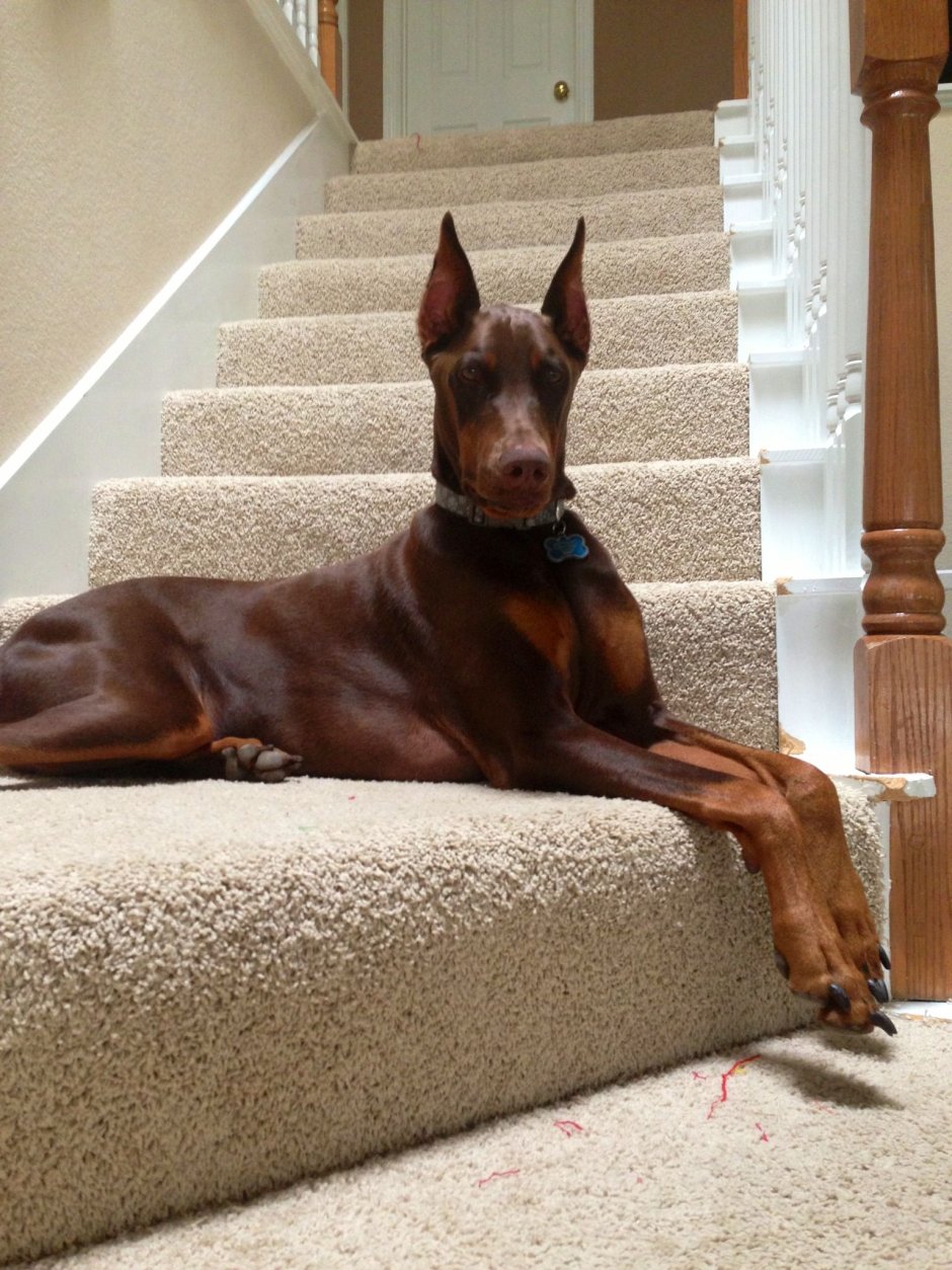 Доберман молочный шоколад