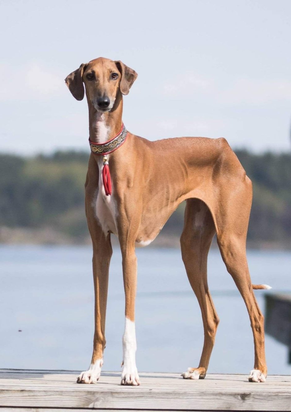 Азавак порода