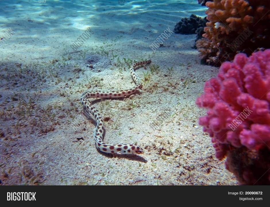 Пятнистый угорь красное море